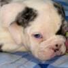 English Bulldog, beautiful puppies photo 1