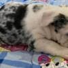 English Bulldog, beautiful puppies photo 2
