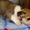 English Bulldog, beautiful puppies photo 5