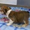 English Bulldog, beautiful puppies photo 6