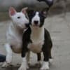 Mini bull terrier photo 1