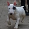 Mini bull terrier photo 3