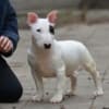 Mini bull terrier photo 4