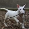Mini bull terrier photo 5