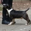 Mini bull terrier photo 6