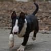 Mini bull terrier photo 7