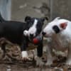 Mini bull terrier photo 8