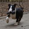 Mini bull terrier photo 9