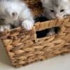 Beautiful Maine Coon Kittens photo 1