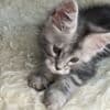 Beautiful Maine Coon Kittens photo 2