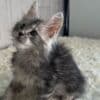 Beautiful Maine Coon Kittens photo 3