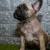 French bulldog photo 1