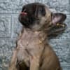 French bulldog photo 3