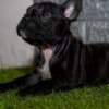 French bulldog photo 4