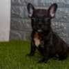 French bulldog photo 5