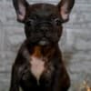 French bulldog photo 7