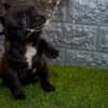 French bulldog photo 8