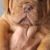 Dogue de Bordeaux Puppies photo 1