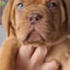 Dogue de Bordeaux Puppies photo 2