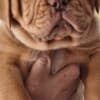 Dogue de Bordeaux Puppies photo 3