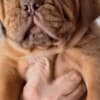 Dogue de Bordeaux Puppies photo 4