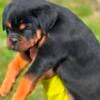 Rottweiler puppies photo 1