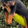 Rottweiler puppies photo 2