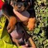 Rottweiler puppies photo 3