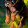 Rottweiler puppies photo 4