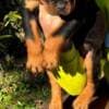 Rottweiler puppies photo 5