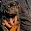 Rottweiler puppies photo 6