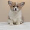 Welsh Corgi Pembroke – Beautiful Puppies photo 1