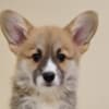 Welsh Corgi Pembroke – Beautiful Puppies photo 2