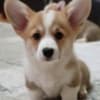 Welsh Corgi Pembroke – Beautiful Puppies photo 3