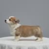 Welsh Corgi Pembroke – Beautiful Puppies photo 4