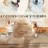 Welsh Corgi Pembroke – Beautiful Puppies photo 5