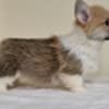 Welsh Corgi Pembroke – Beautiful Puppies photo 6