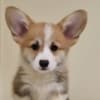 Welsh Corgi Pembroke – Beautiful Puppies photo 7