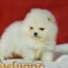 Pomeranian BOO – Beautiful Puppies photo 1