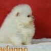 Pomeranian BOO – Beautiful Puppies photo 2