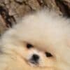 Pomeranian BOO – Beautiful Puppies photo 3