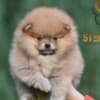 Pomeranian BOO – Beautiful Puppies photo 5