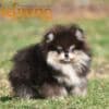 Pomeranian BOO – Beautiful Puppies photo 6