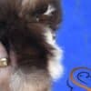 Pomeranian BOO – Beautiful Puppies photo 7
