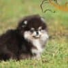 Pomeranian BOO – Beautiful Puppies photo 8