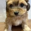 Havanese Bichon puppies photo 1