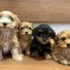 Havanese Bichon puppies photo 2