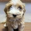 Havanese Bichon puppies photo 4