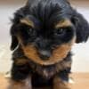 Havanese Bichon puppies photo 5