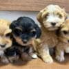 Havanese Bichon puppies photo 7